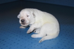 20051119124638silber