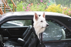 2002-09-07 Kirchroth 012