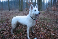 2003-01-26 Hochdorf 039