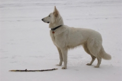 2003-02-28 Feuerschwendt 183