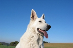 2003-10-15 Uhingen 016