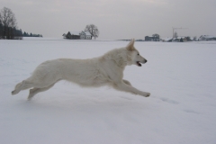 2004-01-03 Büchlberg 058