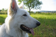 2004-05-30 Angel 005