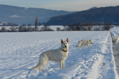 20081215151724