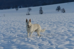 20081215152126