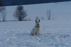 20081215153926
