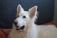 980986_672224499475802_1530048423_o