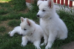 20060504140830 Brandy und Blue