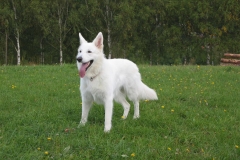 2003-10-03 Goldbach 020