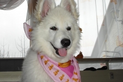 Ciara in Aktion-10 Wochen alt 006