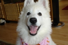 Ciara in Aktion-10 Wochen alt 010