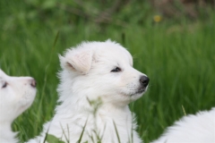 20080501171326