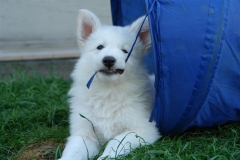 20080508171120