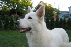 Im Auchtert 18 006