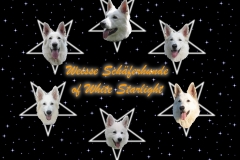 White Starlight Logo