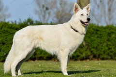 fellino001 800x480