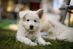 2019-Welpenshooting-100