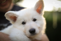 2019-Welpenshooting-102