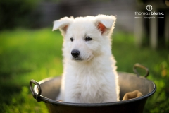 2019-Welpenshooting-105