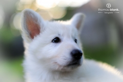 2019-Welpenshooting-117