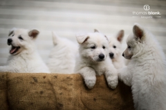 2019-Welpenshooting-118