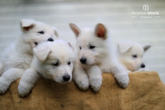 2019-Welpenshooting-120