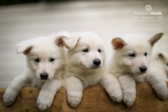 2019-Welpenshooting-121