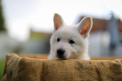 2019-Welpenshooting-123