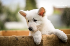 2019-Welpenshooting-125