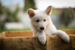 2019-Welpenshooting-126