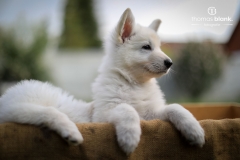 2019-Welpenshooting-128