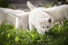 2019-Welpenshooting-131