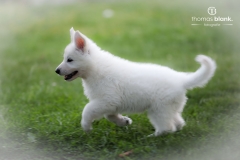 2019-Welpenshooting-132