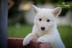 2019-Welpenshooting-134