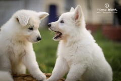 2019-Welpenshooting-136