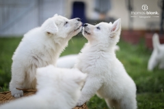 2019-Welpenshooting-138