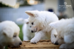 2019-Welpenshooting-140