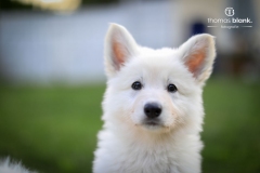 2019-Welpenshooting-149