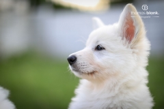 2019-Welpenshooting-151