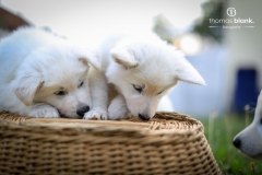 2019-Welpenshooting-154