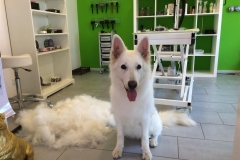 Sheba frisch gebürstet
