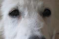 face