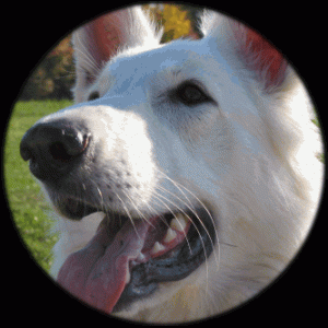 Angel von den Spessarträubern - Weißer Schäferhund