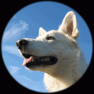 Bonita of White Shadow - Weißer Schäferhund